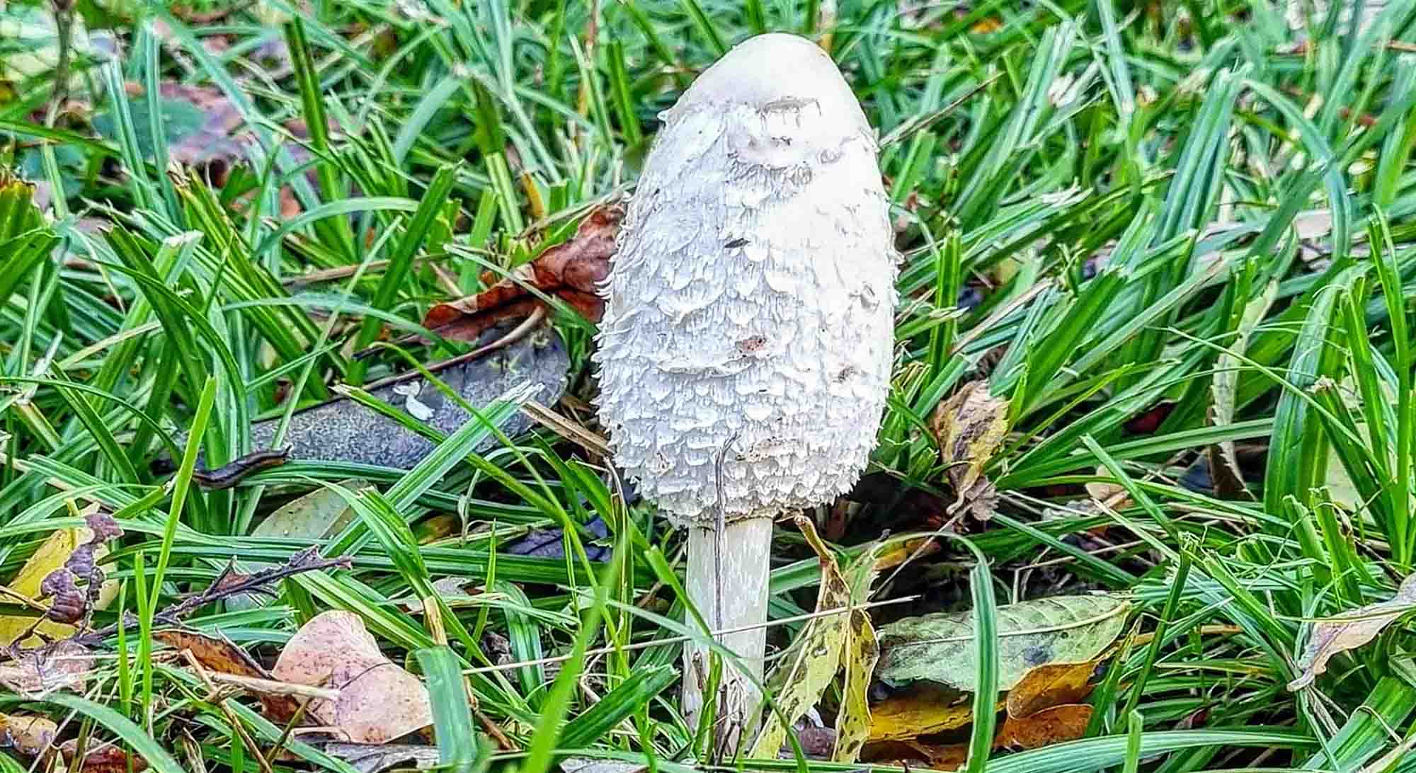 Wo findet man Schopftintlinge in der Schweiz?