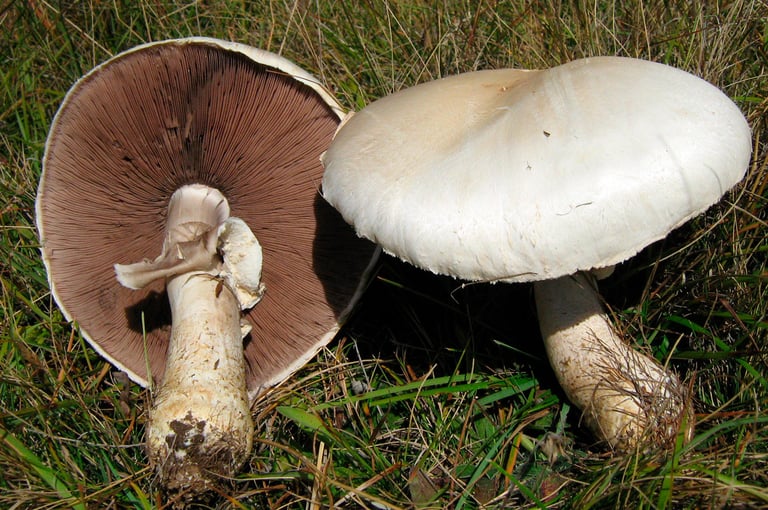Wo findet man Wiesenchampignons in der Schweiz?