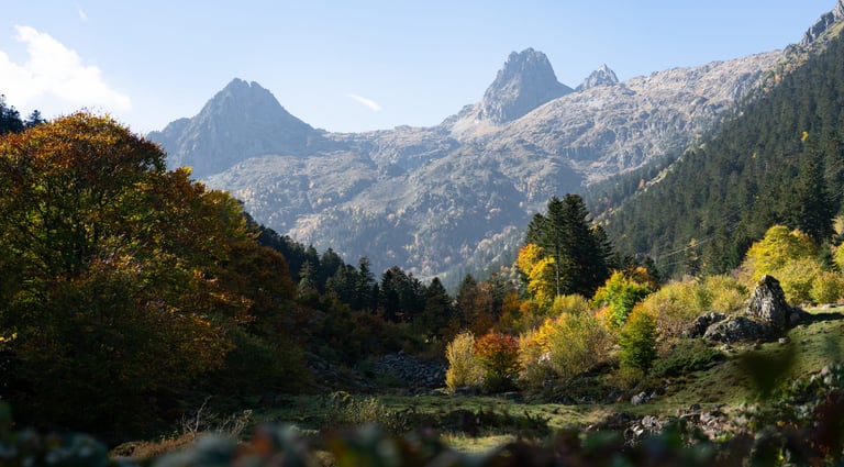 Wo findet man Pilze im Wallis?