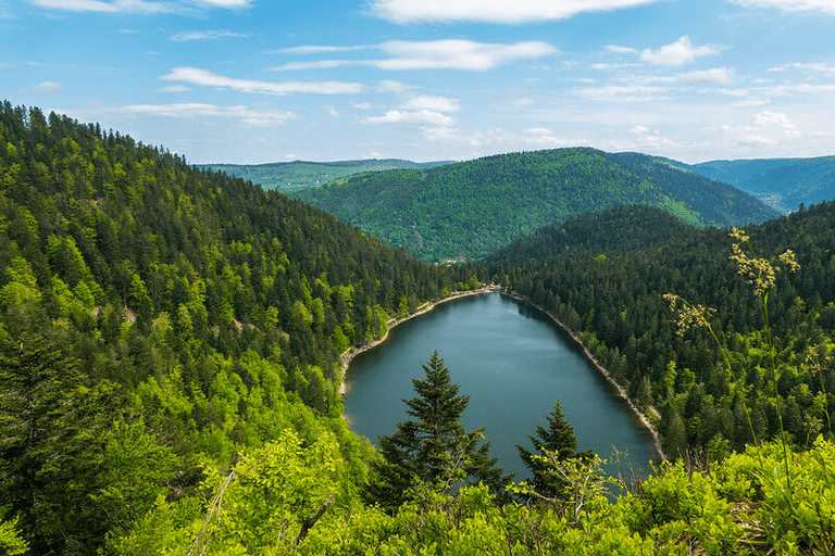 Wo findet man Pilze in der Zentralschweiz?